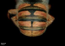   Pseudoanthidiumnbsp;byinskiinbsp; male abdomen, photo: Scott Adams
